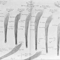Comète C/1680 V1 Kirch - 6
